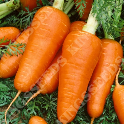 Picture of Carrot Chantenay 2 Red Cored